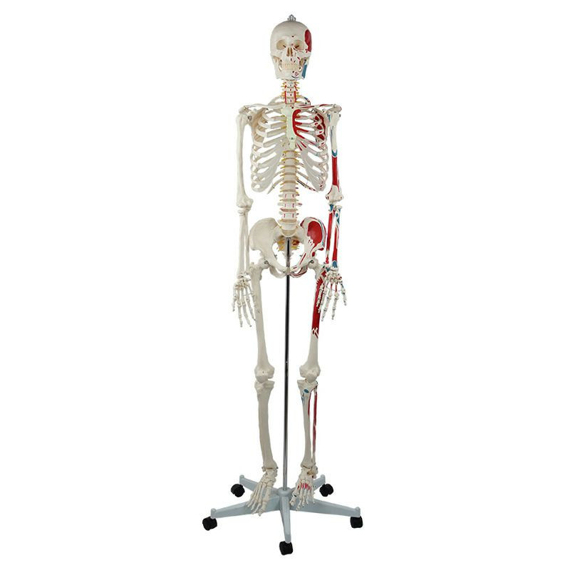 La moitié du squelette adulte est reliée par des origines et des extrémités musculaires (avec des nerfs spinaux). Le fabricant fournit du matériel d'enseignement médical atomique de squelette humain a